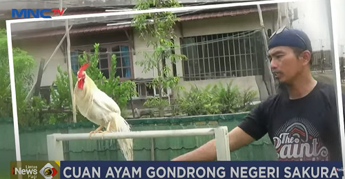 TOP PAY Cuan Ayam Gondrong Negeri Sakura, Dijual Rp 1 Juta/Pasang