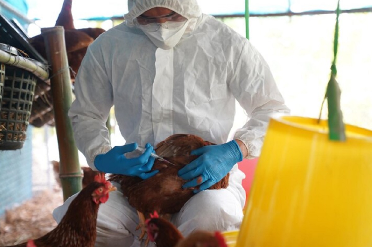 Flu Burung H5N1 Kembali Mewabah, Infeksi Berasal dari Sapi Perah