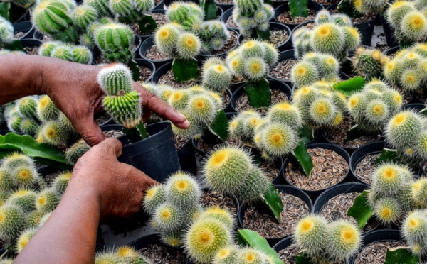 TOP INDO Ini Tanaman yang Bisa Tumbuh di Tanah Kurang Subur