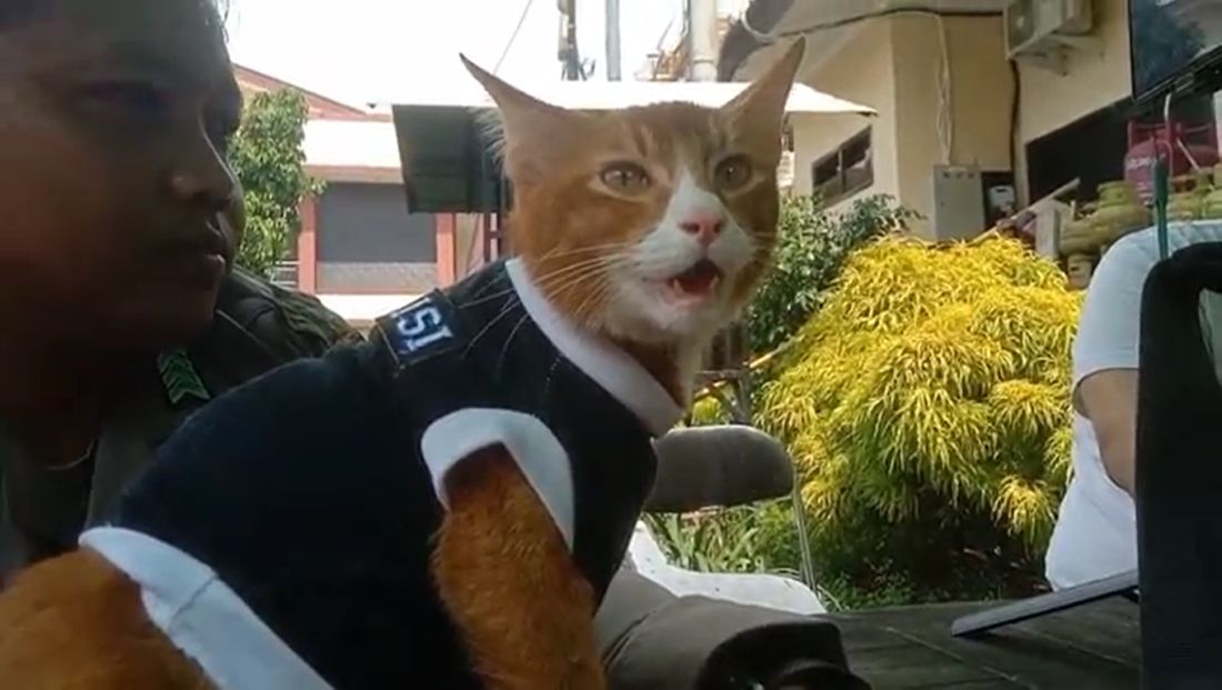 TOP PAY Viral Polisi Ditemani Kucing Oranye Berseragam Tiap Bertugas