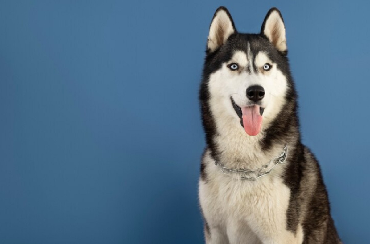 7 Arti Anjing Menggonggong Tengah Malam, Salah Satunya karena Kehadiran Makhluk Halus