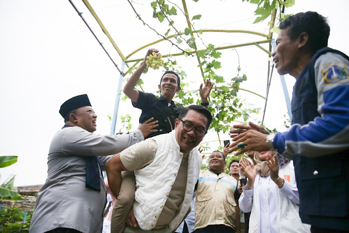 Saat Ridwan Kamil Gendong Warga Petik Anggur